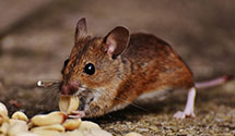 24 Hour & Emergency Exterminators in Auburn Township, OH
